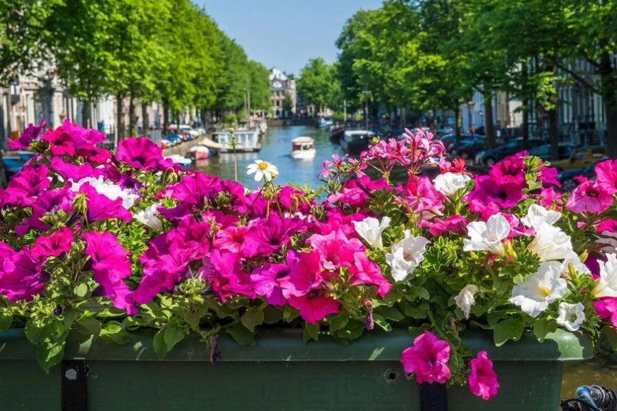 6天阿姆斯特丹观光旅游（全包尊享旅游）