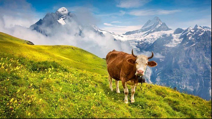 第 7 天 ： 继续前往维也纳  威尼斯  维也纳