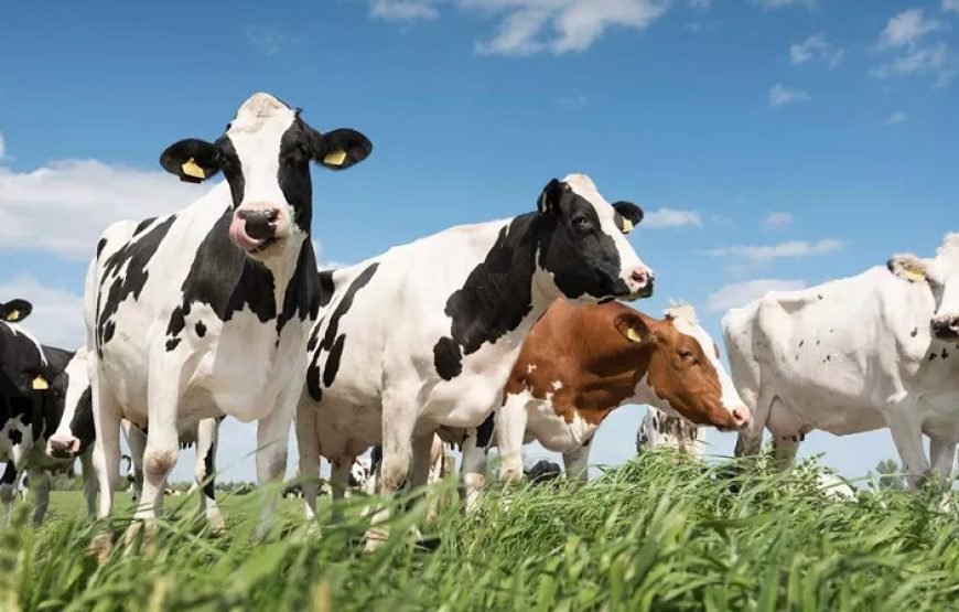 畅行伟大的欧洲（全包尊享旅游）