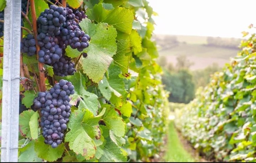 畅行伟大的欧洲（全包尊享旅游）