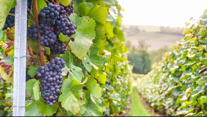 第 3 天 ： 昂布瓦斯和波尔多之旅  巴黎  昂布瓦斯  波尔多