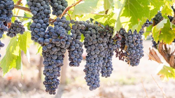 第 17 天： 探索神奇巴黎  巴黎