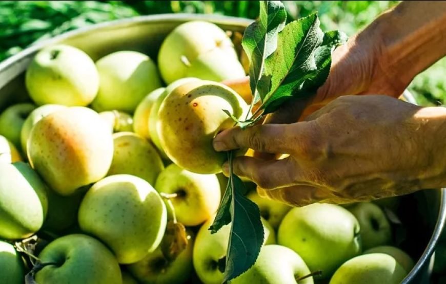 诺曼底、布列塔尼和卢瓦尔河谷（普通旅游）