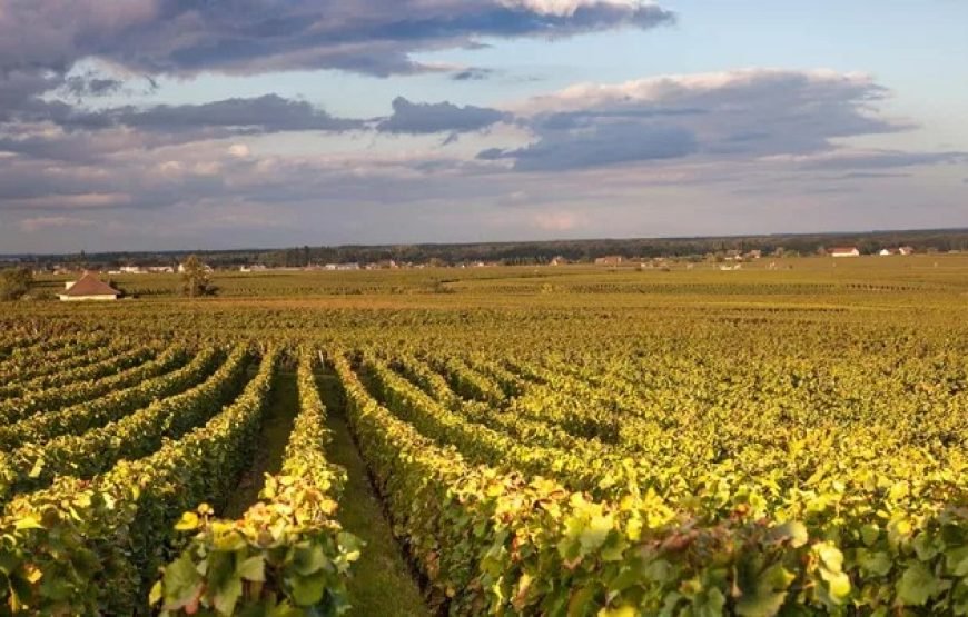 巴黎、里昂、里维埃拉和阿维尼翁 9 日法国之旅 （单身者之旅）