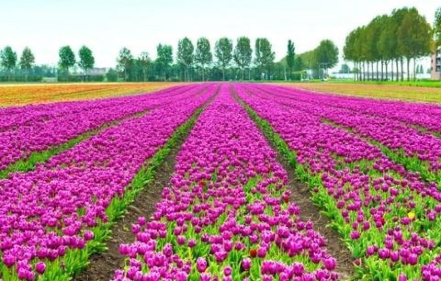 阿姆斯特丹 布鲁塞尔 德国之最（全部旅游+签证机票）