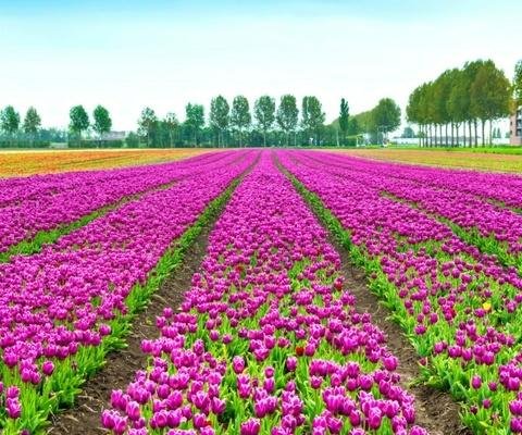 第二天：阿姆斯特丹 - 桑斯安斯 - 阿姆斯特丹