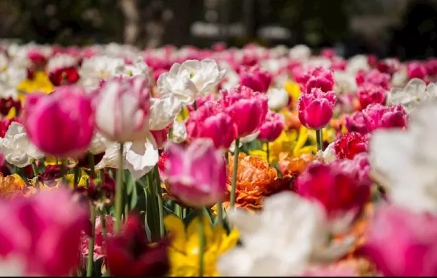 荷兰之最：阿姆斯特丹和鹿特丹 7 日荷兰之旅（普通半自助旅游）