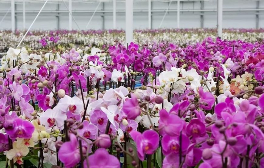 荷兰之最：阿姆斯特丹和鹿特丹 7 日荷兰之旅（普通半自助旅游）