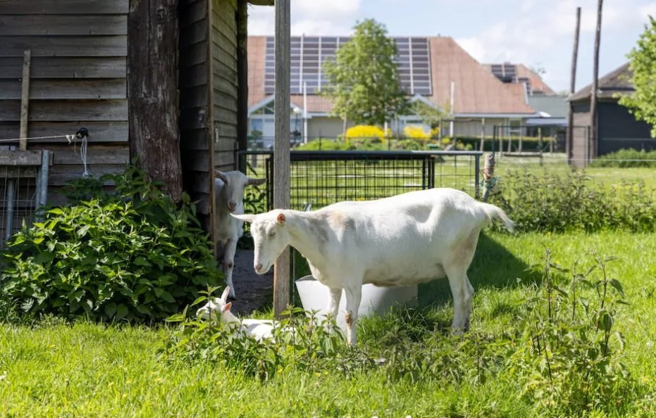 维德假日别墅（荷兰）