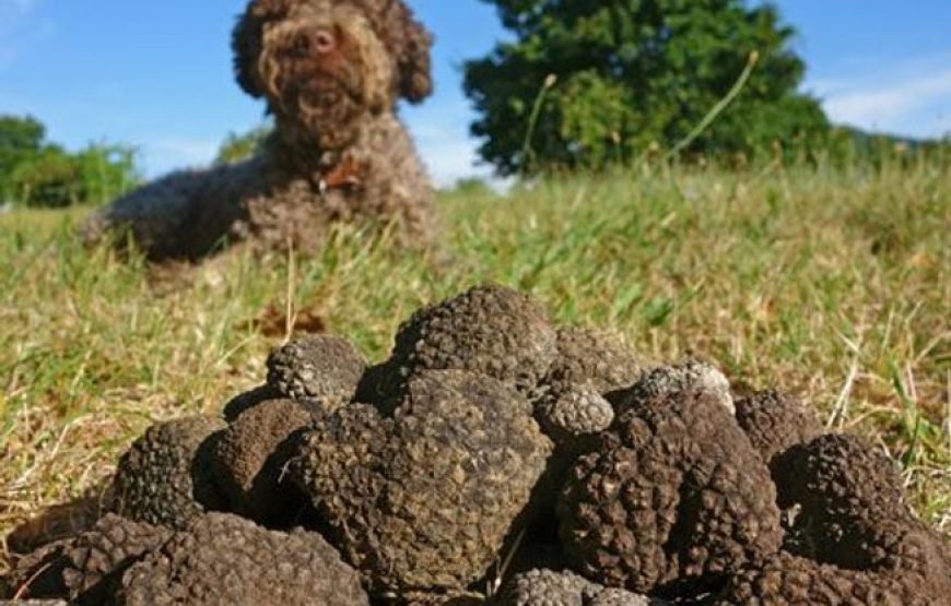 西班牙北部终极奢华私人美食之旅（情人节特别礼物）